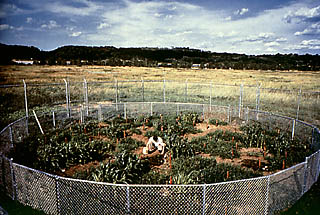 mel chin revival field